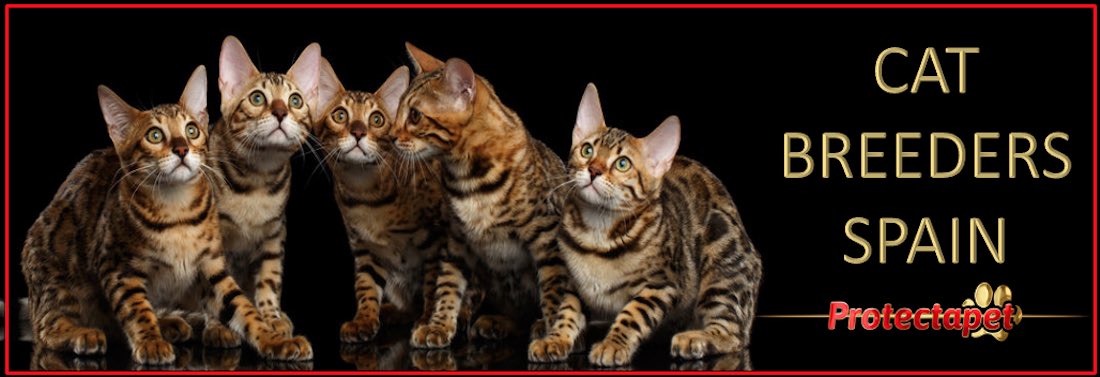 A collection kittens showing the directory and listings for cat breeders in Spain.